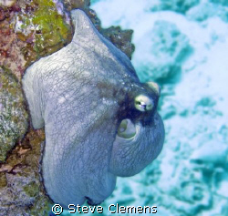 Caribbean Reef Octopus in Cozumel. Used photoshop to take... by Steve Clemens 